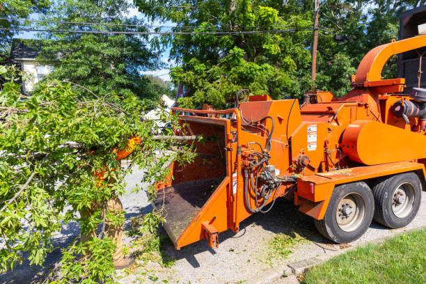 The Steps Involved in Our Tree Care Process in Rib Mountain, WI